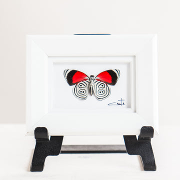 Tiny Red & White Butterfly | 3x4"