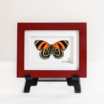 Tiny Red Framed Orange Butterfly | 3x4"