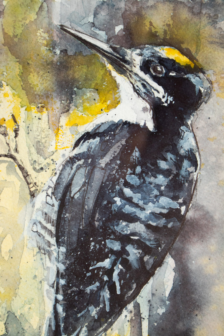 Black/Yellow Woodpecker | 9x11