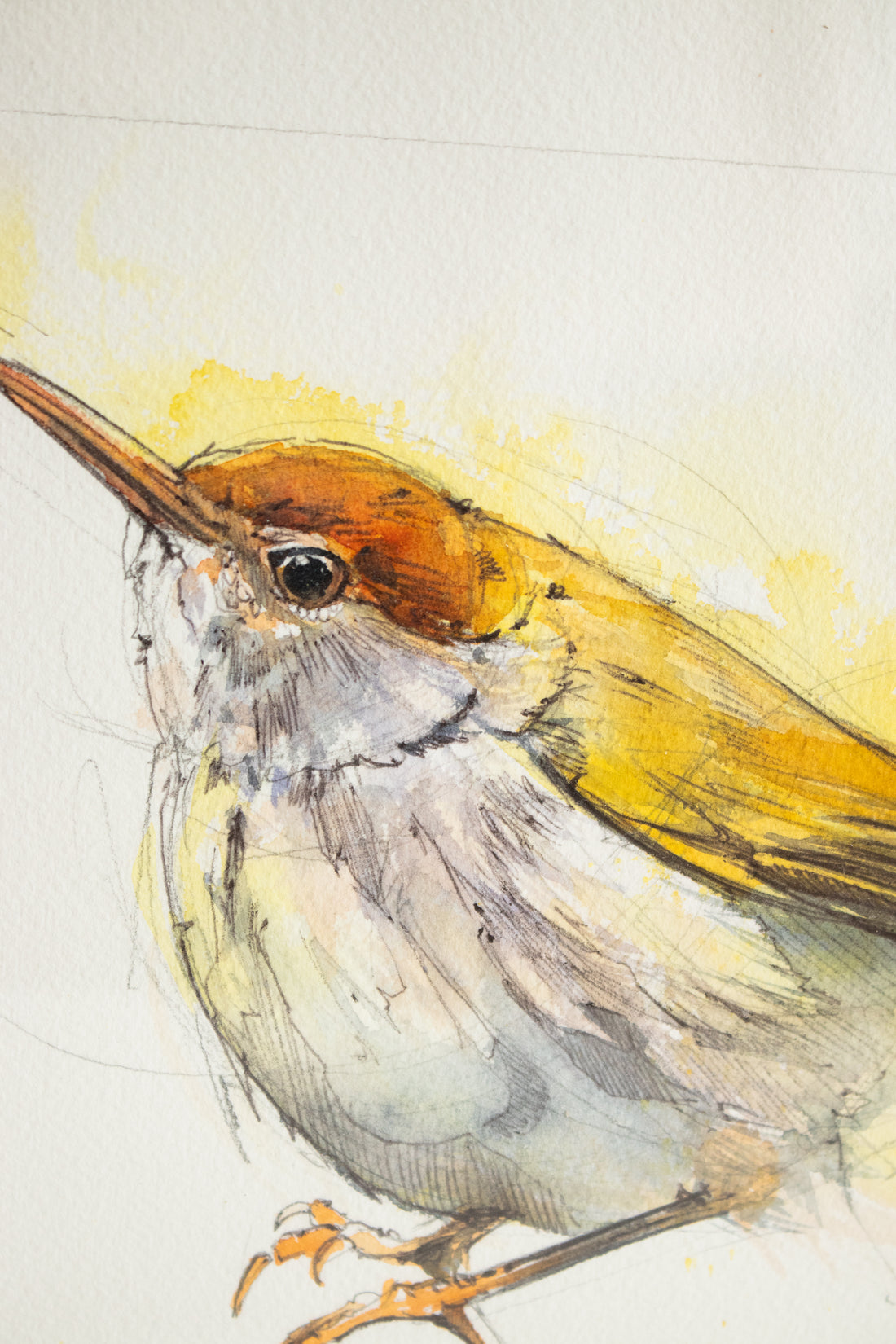 Wren Golden Watercolor | 12x12