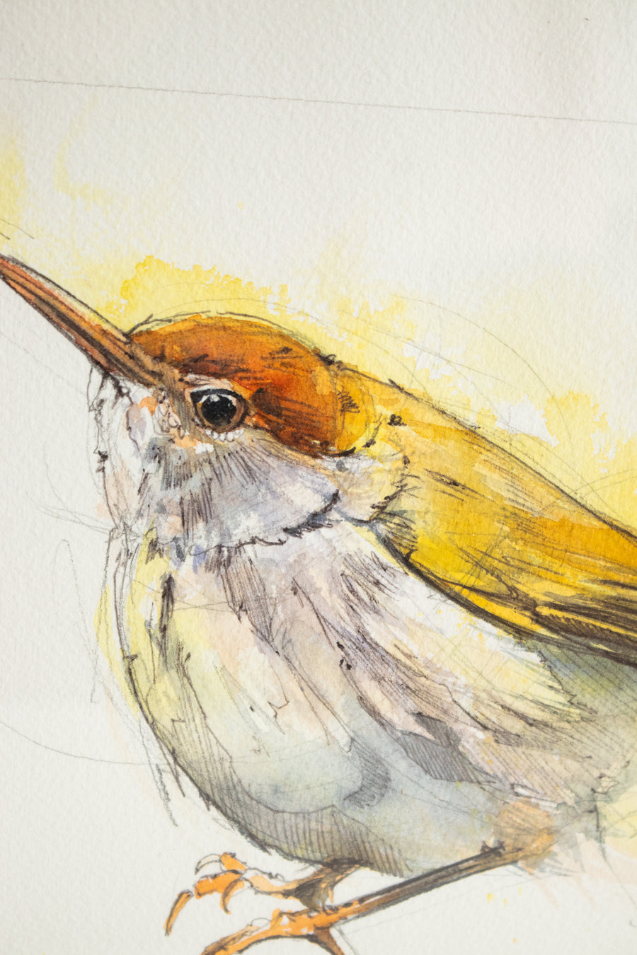 Wren Golden Watercolor | 12x12
