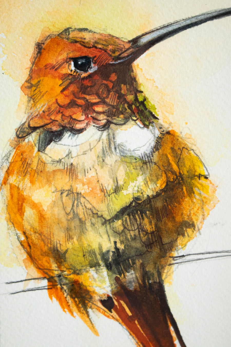 Rufous Hummingbird | 7x9