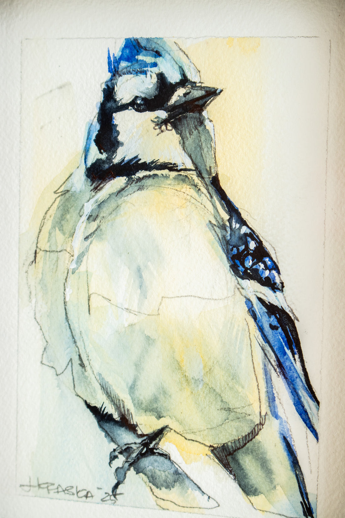 Blue Jay | 7x9 - The Artisan's Bench