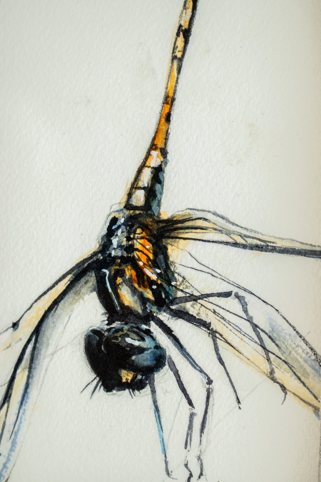 Dragonfly | 7x9