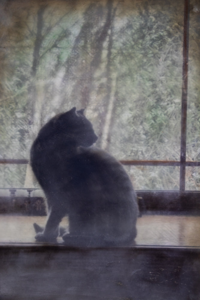 Cat Silhouette/Window | 6x8 Encaustic
