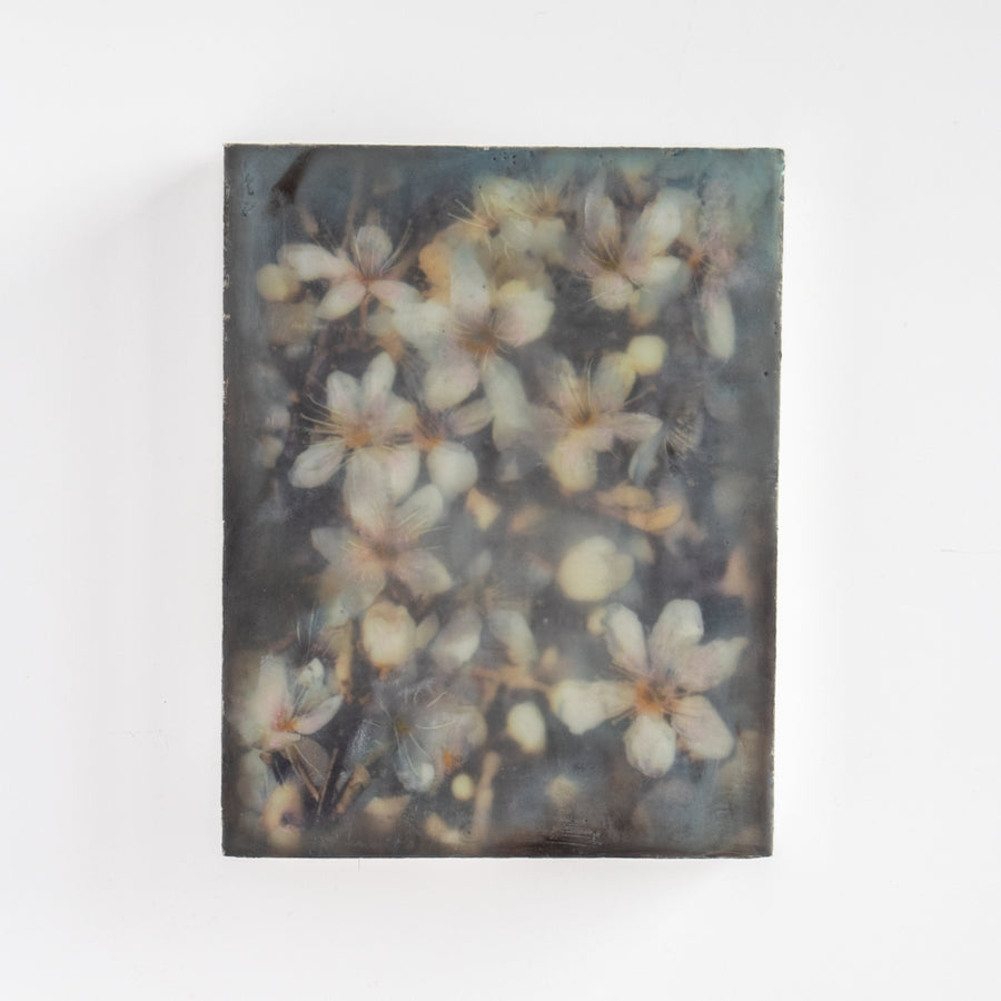 Blossoms | 6x8 Encaustic