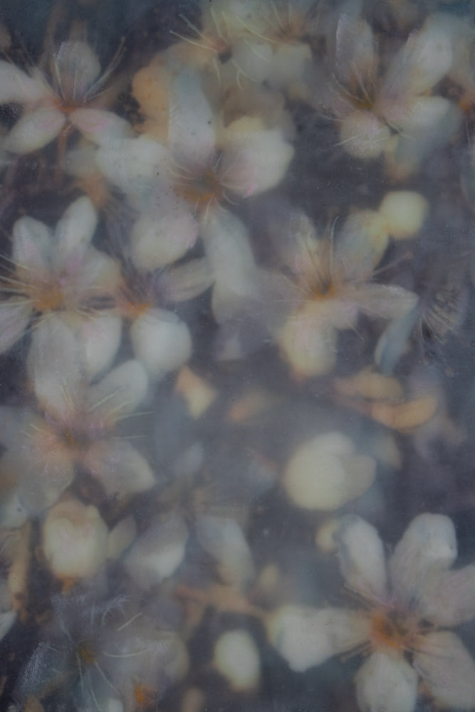 Blossoms | 6x8 Encaustic