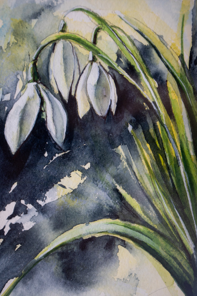 Snowdrops | 7x9