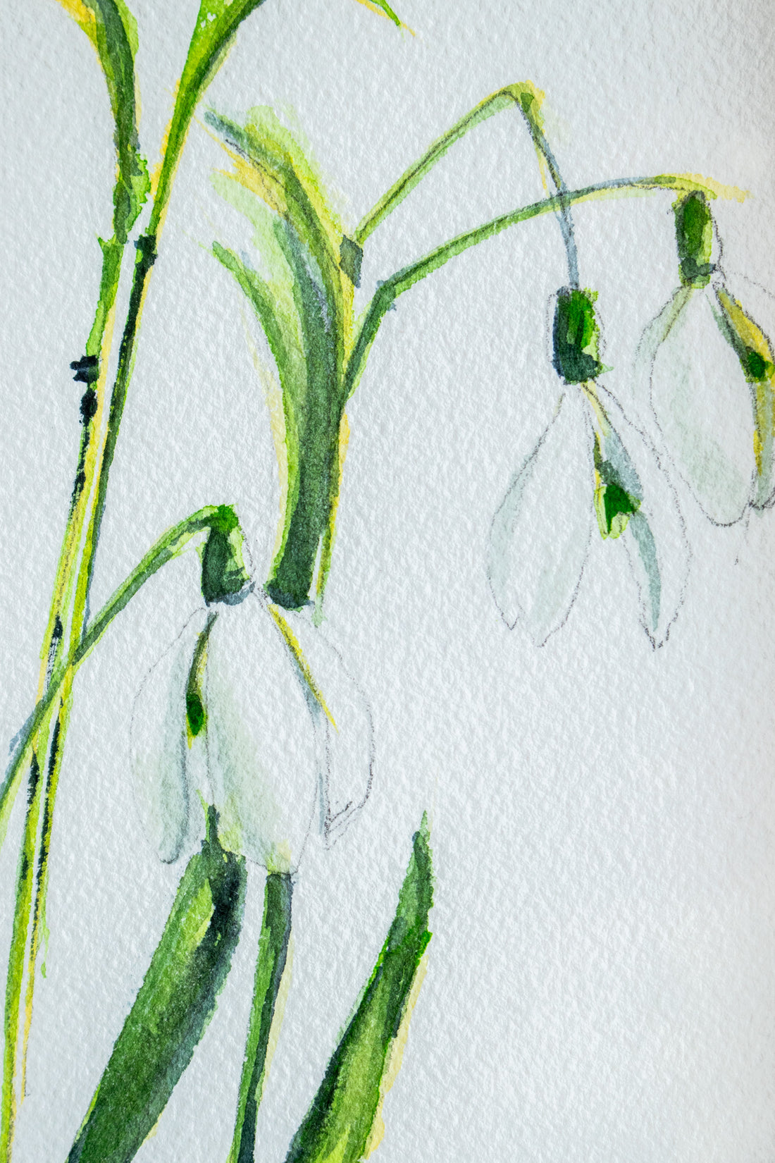 Snowdrops no.4 | 7x9