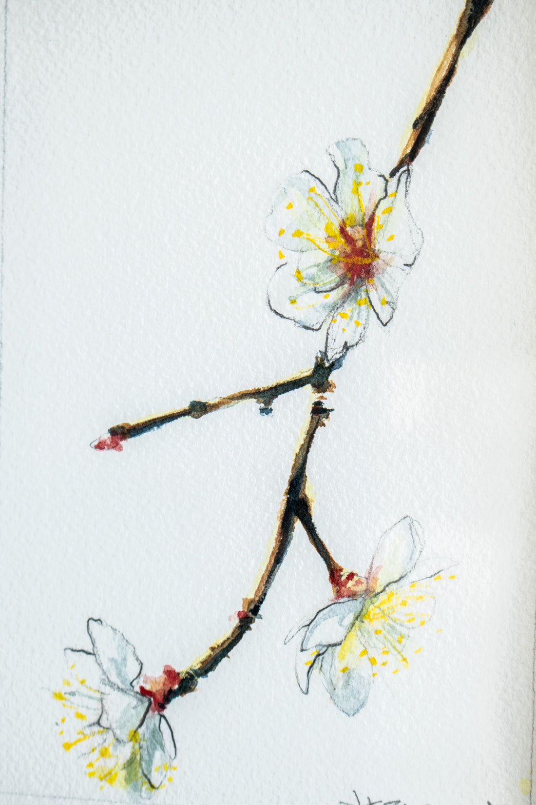 White Cherry Blossoms | 7x9