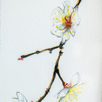 White Cherry Blossoms | 7x9