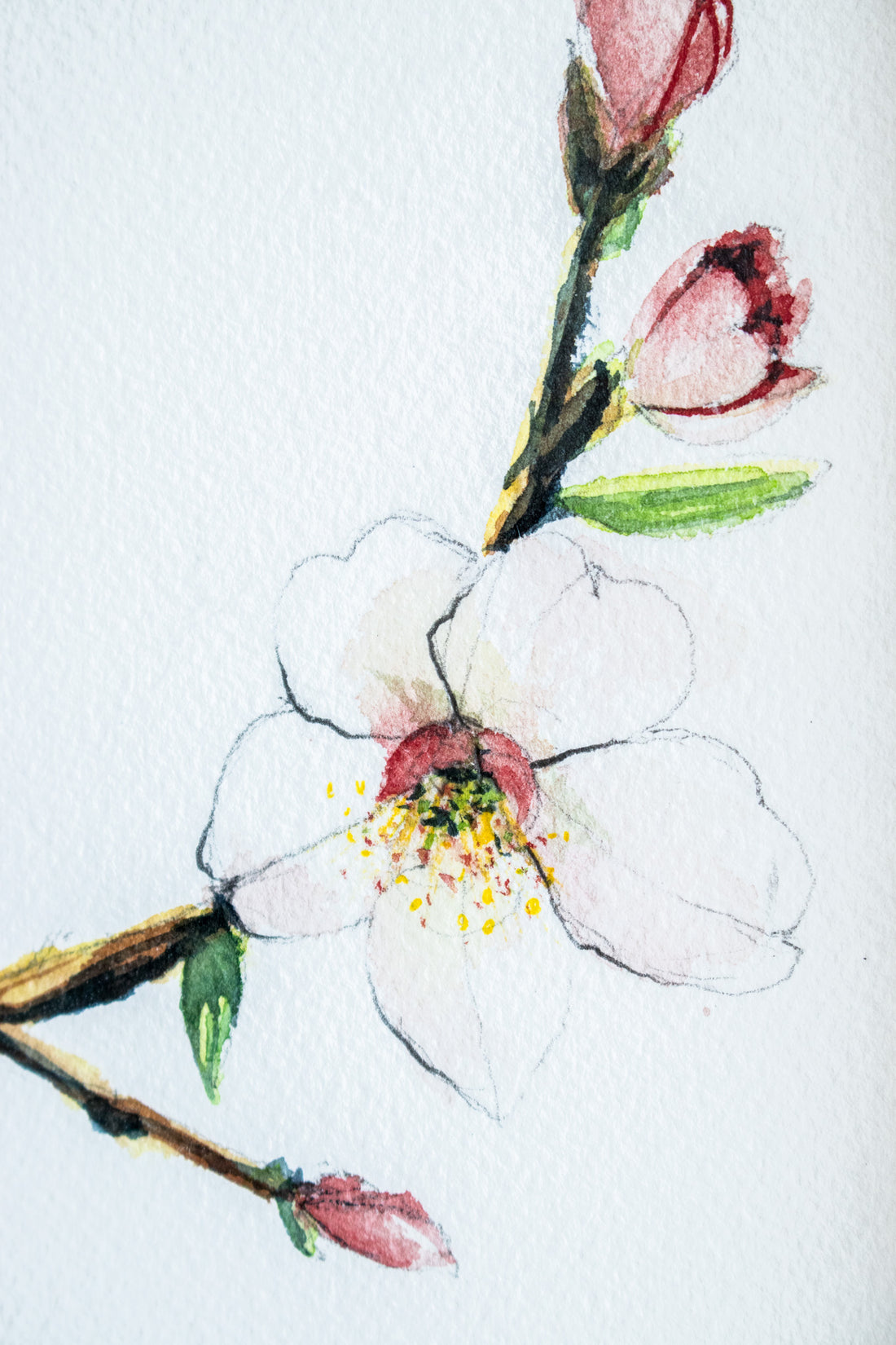 Pink Cherry Blossoms | 7x9