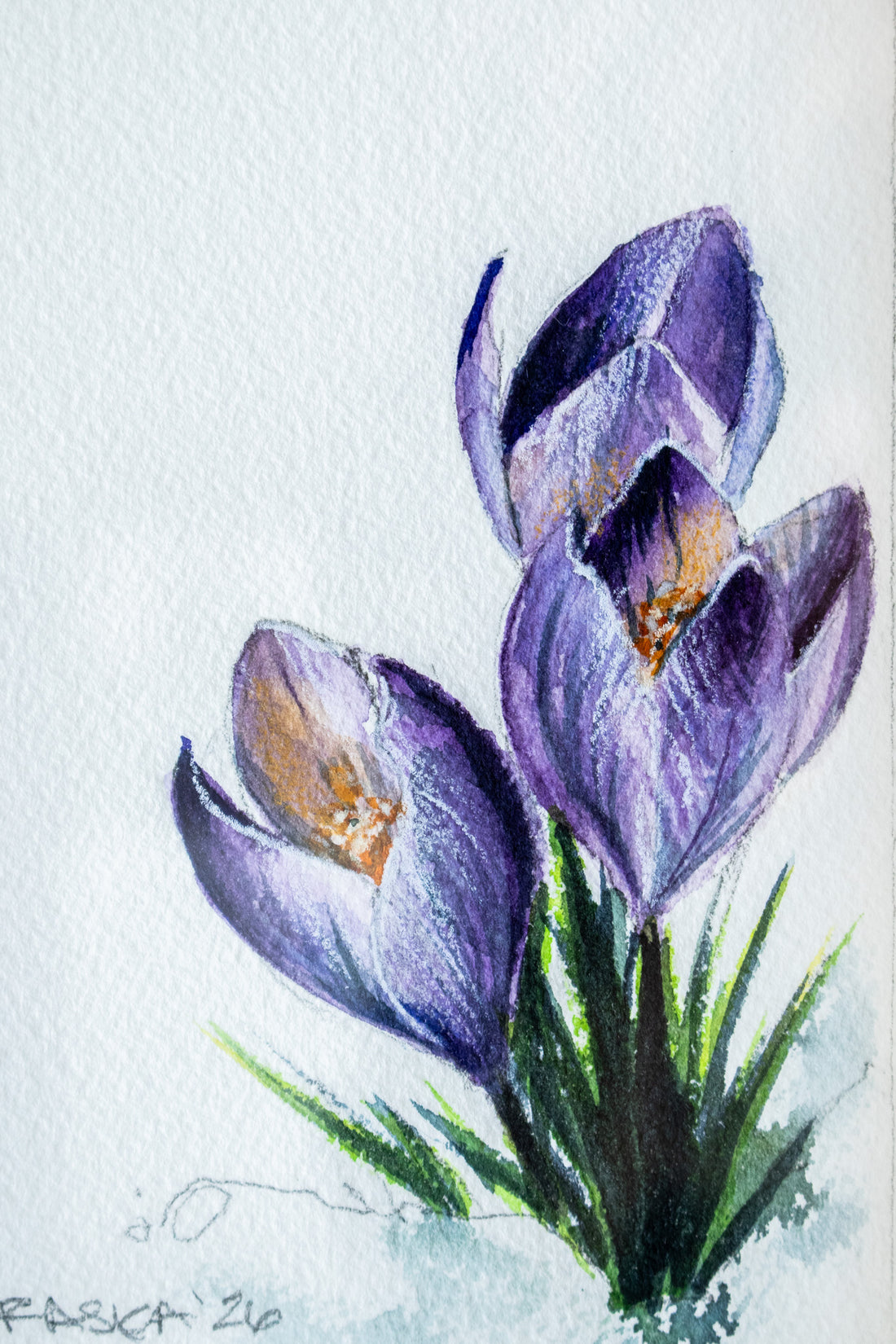 Crocus | 7x9