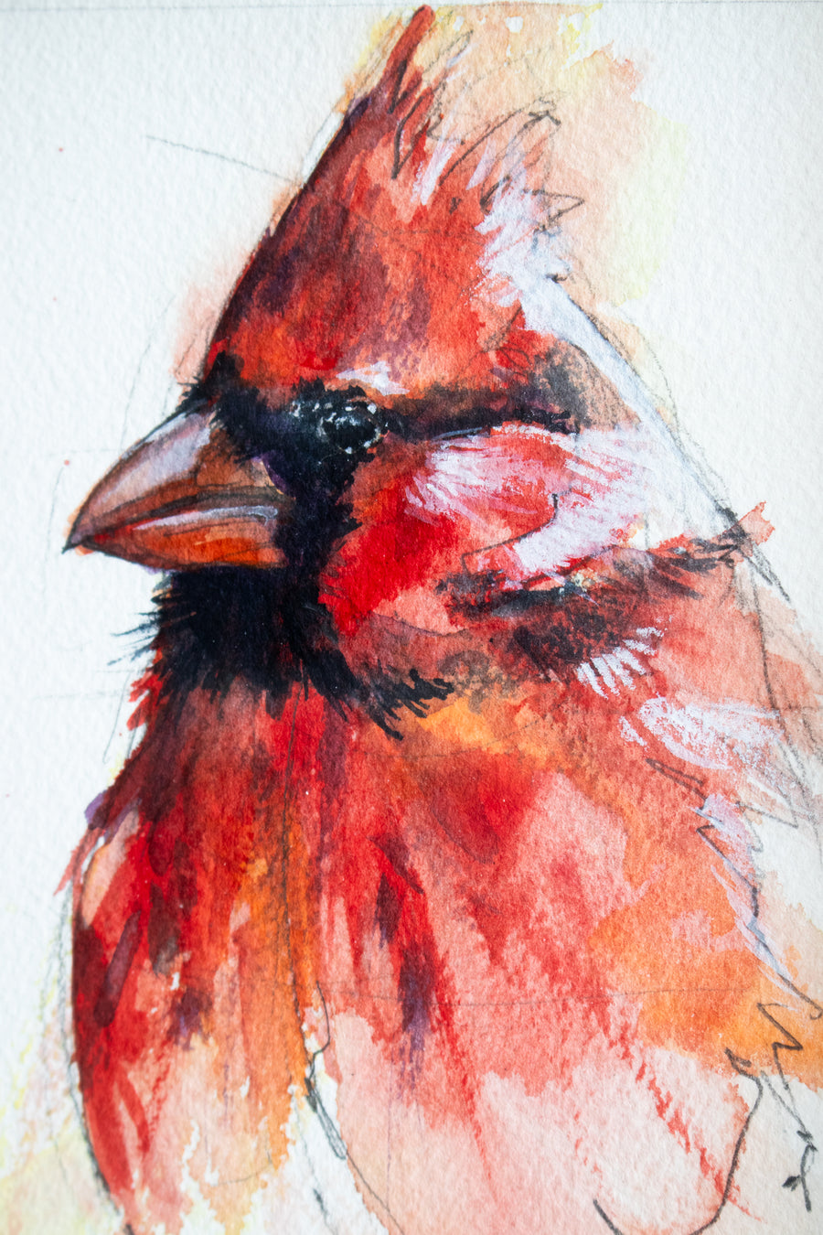 Male Cardinal | 7x9