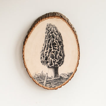 Morel | Drawing on Wood
