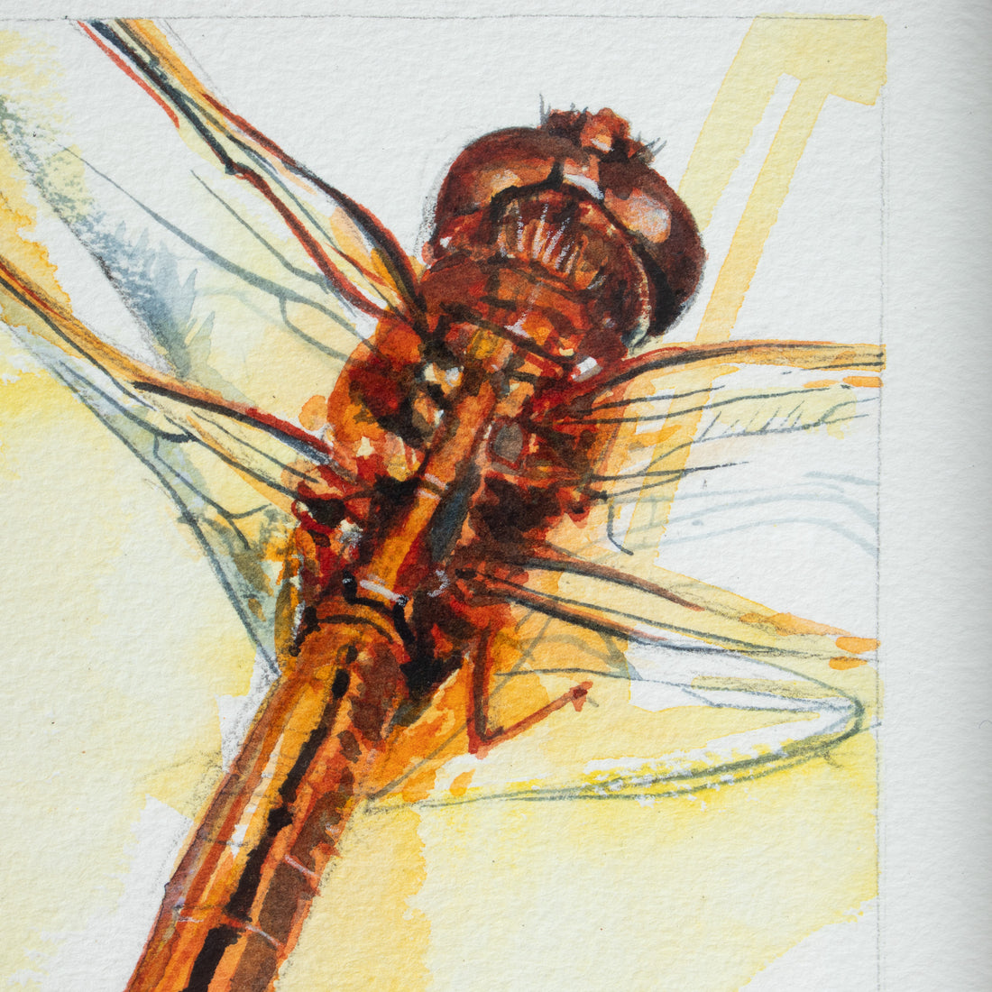 Red Dragonfly no.2 | 7x9