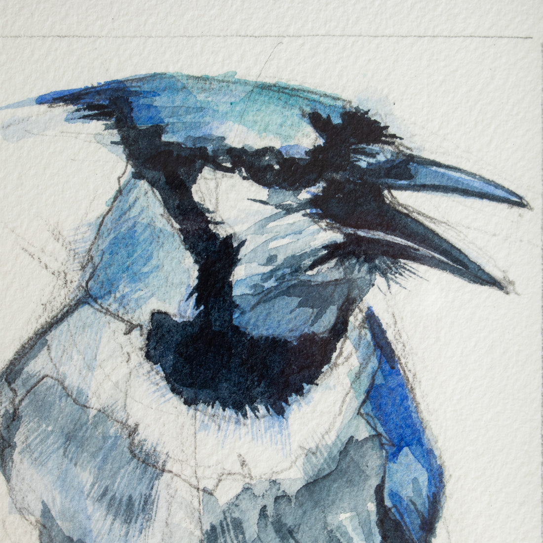 Bluejay no.6 | 7x9