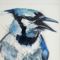 Bluejay no.6 | 7x9