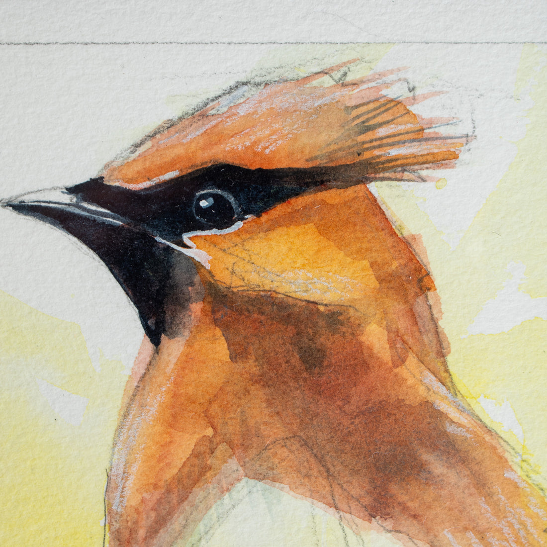Cedar Waxwing no.3 | 7x9