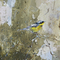 Magnolia Warbler | 16x8