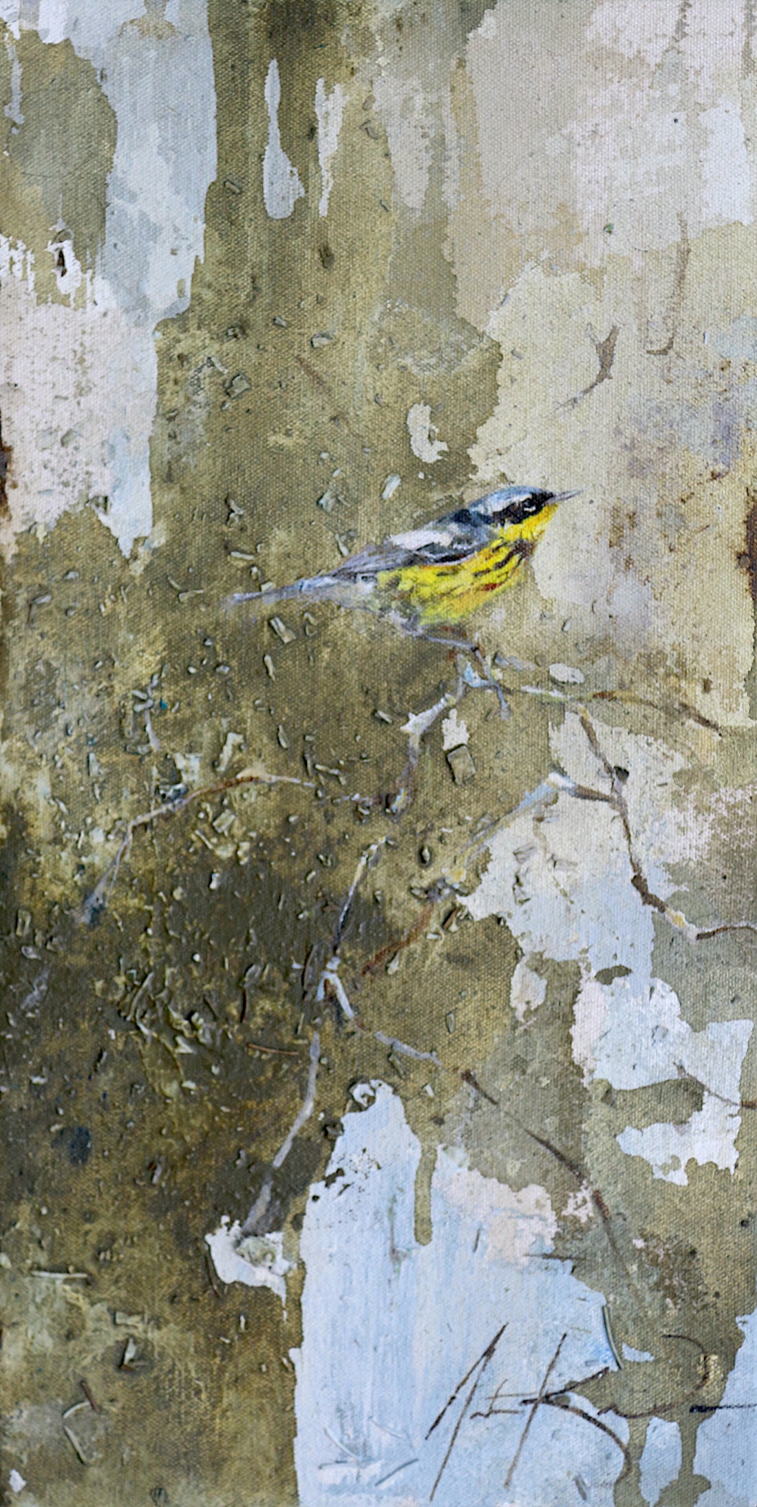 Magnolia Warbler | 16x8