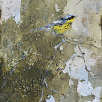 Magnolia Warbler | 16x8