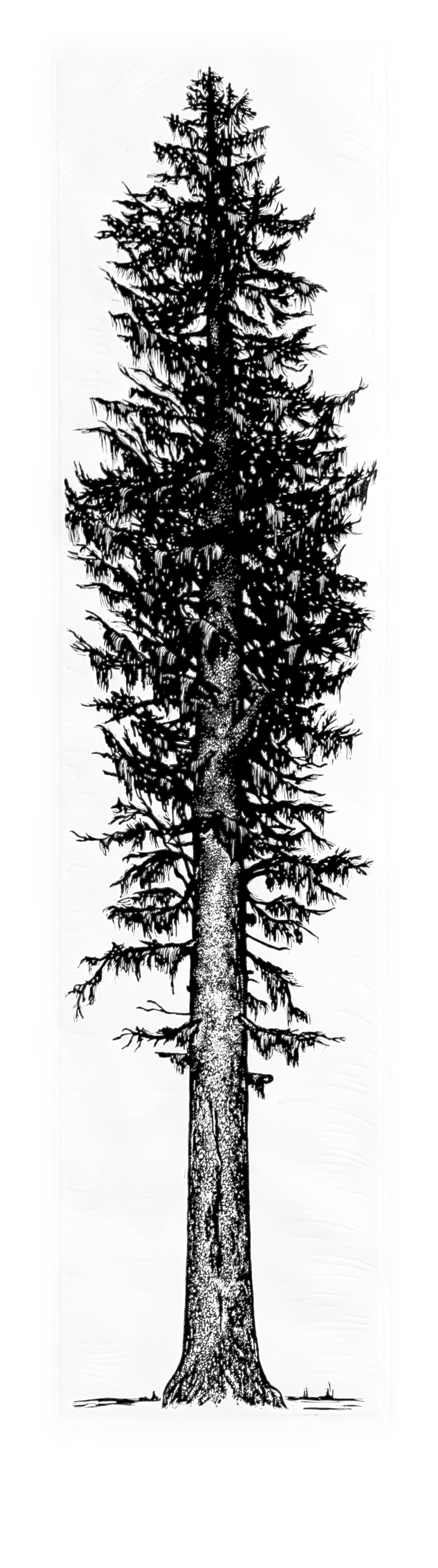 Sitka Spruce | 15.75" x 56" | Wood Block Print