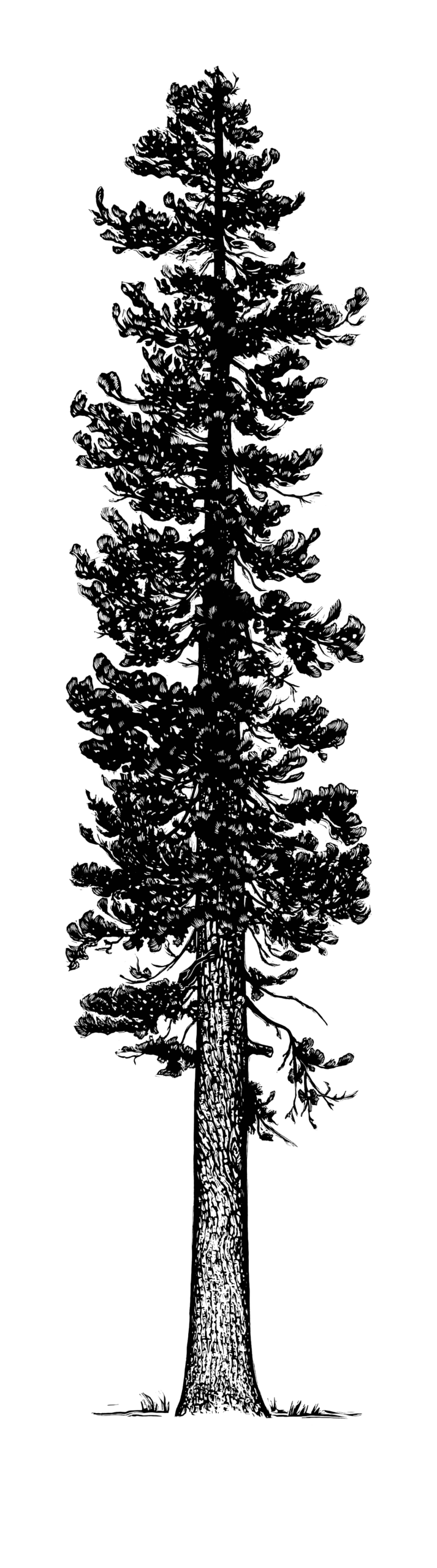 White Pine | 15.75" x 56" | Wood Block Print