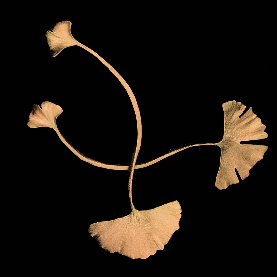 Ginkgo Serving Set | Gold