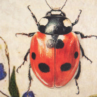 Ladybug T667 | Sid Dickens Memory Block