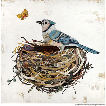 Blue Jay in Nest | Archival Print