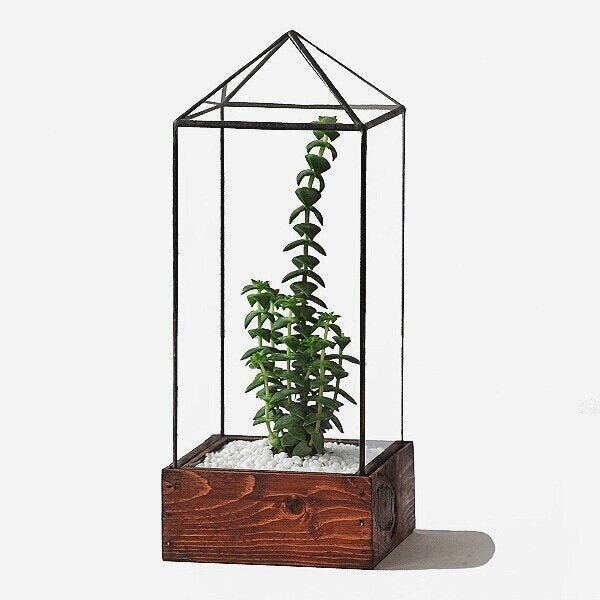 Tower Terrarium | Local Pickup Only