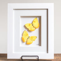 Yellow Butterflies in Flight | 10x12"