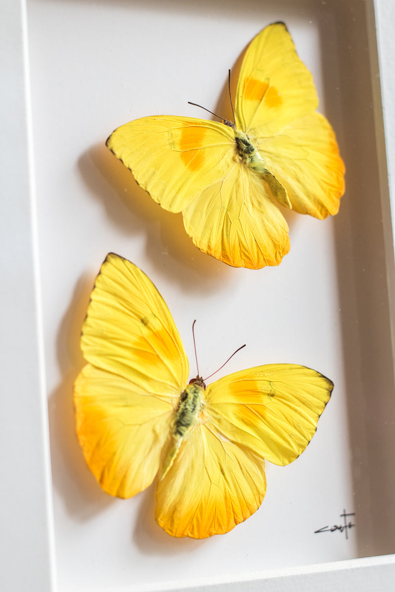 Yellow Butterflies in Flight | 10x12"