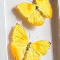 Yellow Butterflies in Flight | 10x12"