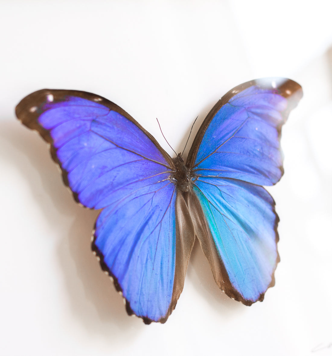 Morpho Didius Butterfly | 19x16"