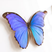 Morpho Didius Butterfly | 19x16"