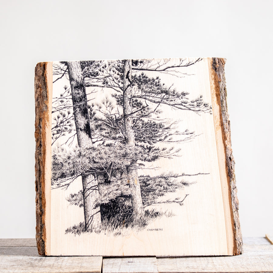 Two White Pines | Drawing on Wood