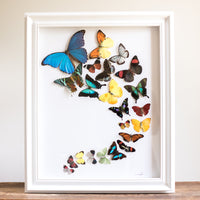 Butterfly Vortex | 19x23