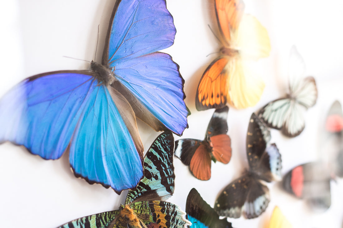 Butterfly Vortex | 19x23