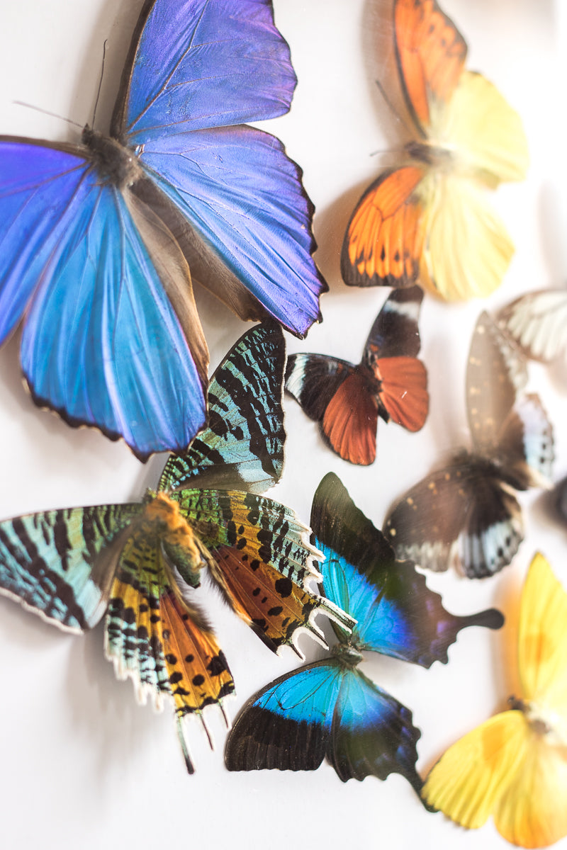 Butterfly Vortex | 19x23