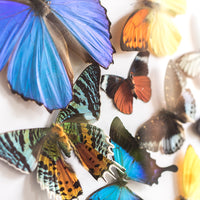 Butterfly Vortex | 19x23