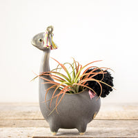 Ceramic Llama Planter (Multiple Colors)