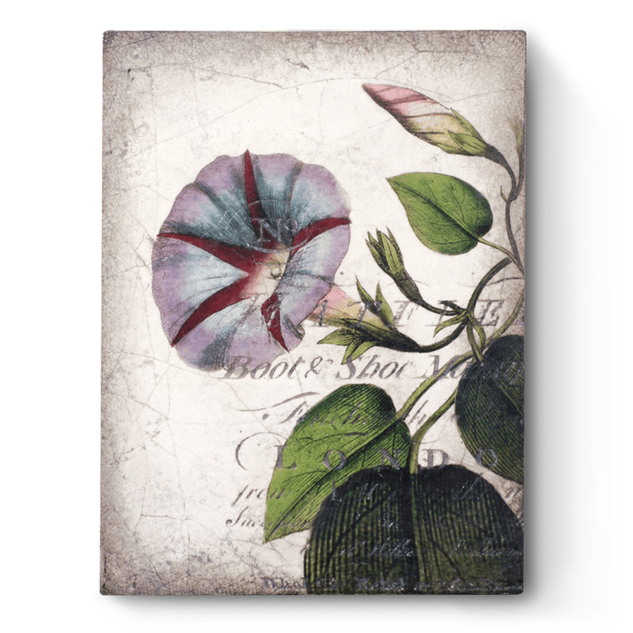 Morning Glory T439 (Retired) | Sid Dickens Memory Block