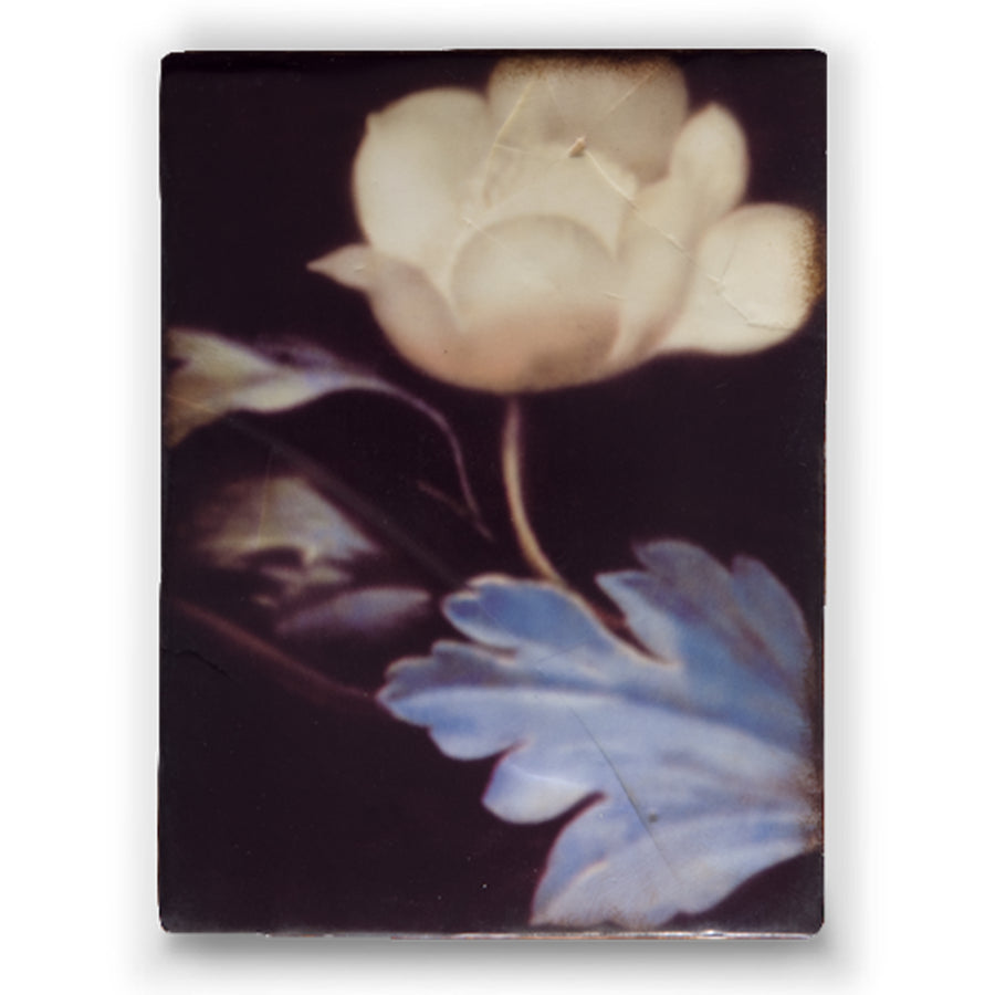 Nocturne T225 (Retired)| Sid Dickens Memory Block