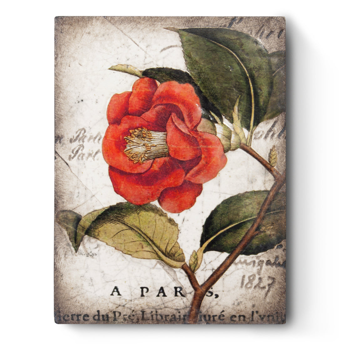 Red Camellia T404 (Retired) | Sid Dickens Memory Block