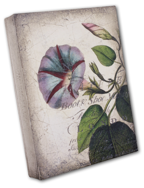 Morning Glory T439 (Retired) | Sid Dickens Memory Block