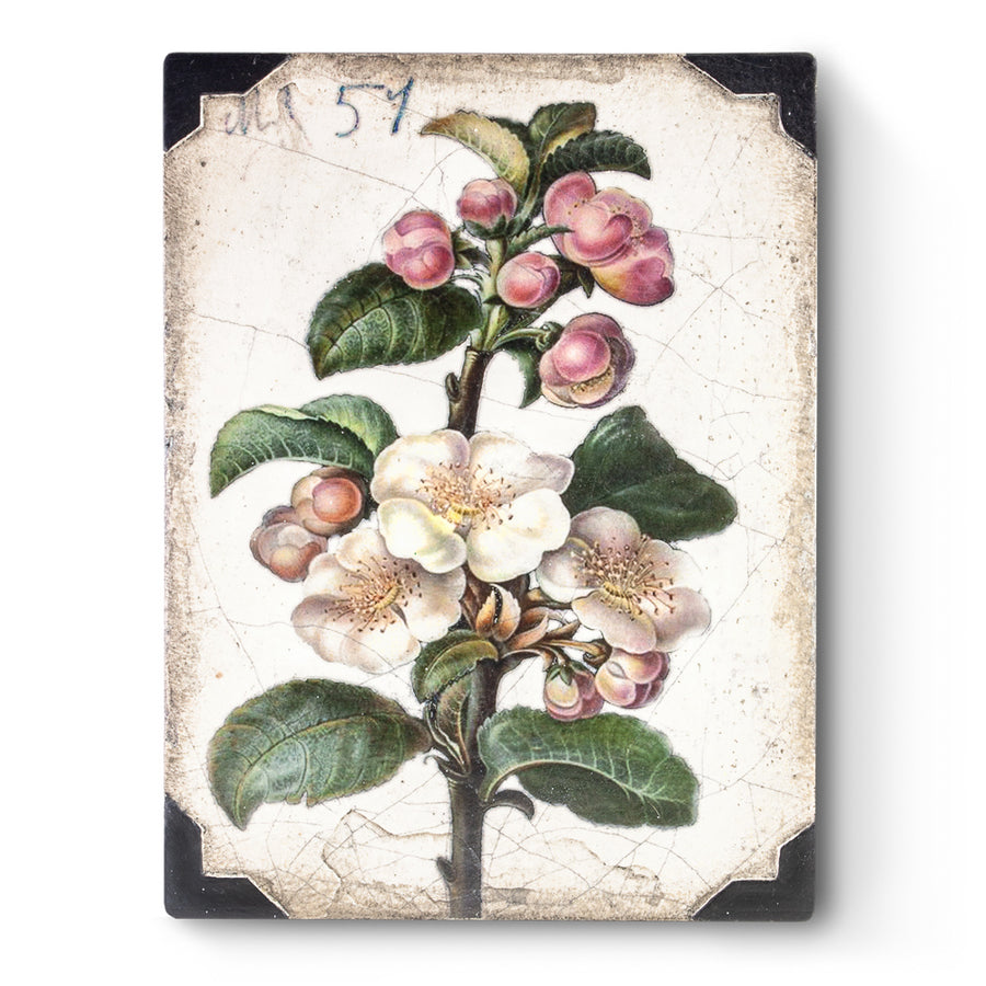Apple Blossom T462 (Retired) | Sid Dickens Memory Block