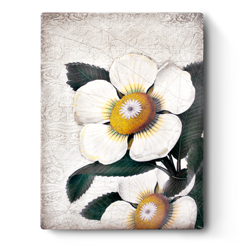 White Blossoms T487 (Retired) | Sid Dickens Memory Block