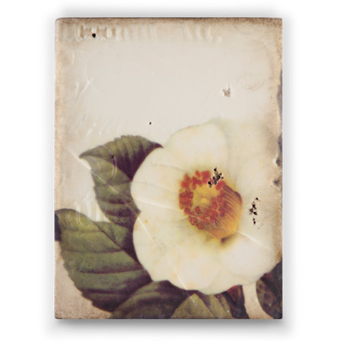 Wandering Rose T 244 (Retired) | Sid Dickens Memory Blocks